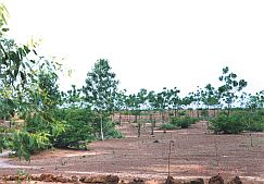 ２００２年には植林事業に協力する住民の植林